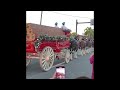 The World Renowned Budweiser Clydesdales #shorts