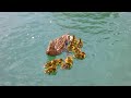 Duck Drop on Queens Quay Toronto May 4th 2012