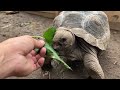 Measuring the weight of a tortoise raised for 3 years