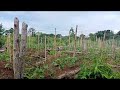 Magikot tayo sa Garden  nang ampalaya