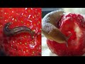 Strawberry pests and control of them Folk and chemical methods methods of control How to protect st
