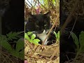 #roadcat: 아파트 풀숲에서 쉬고있는 흰색얼룩 검은 길고양이 🐈 墓