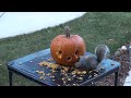 Squirrels Carve Face in Pumpkin!