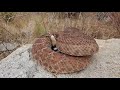 See how fast a red diamondback rattler strikes!