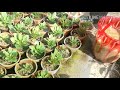 How to make All Purpose Liquid fertilizer for every kind of Plant.