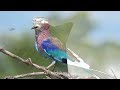 The Most Colorful Birds in 4K - Beautiful Birds Sound in the Forest | Bird Melodies