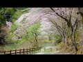 【自然の音】山奥にひっそりと咲く桜 / Nature Sounds - Cherry Blossoms Blooming Quietly Deep in the Mountains