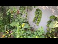 flowers video | garden flowers video