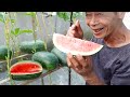 Great Tips Growing Melons In Summer – Easy As Pie, Harvest Just A Few Weeks!