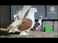 top quality fancy pigeon available