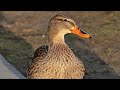 Duck Nests (Nature in Your Neighborhood)