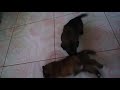 Puppy Fight