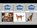 top most expensive cats in the world-cat breeds cat videos Different cat Breeds