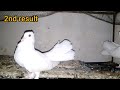 pigeon breeding cross result #birds #pigeon