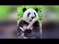 😺 Funny Animal Videos Compilaton Of The 2024 🤣