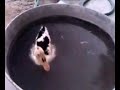 Quackers first swim