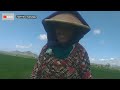 mengairi sawah mengvunaka mesin pompa# binncang 2 dengan janda cantik