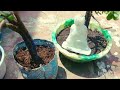 Making a Bonsai from a Thin Branch of a Jade Plant🌳🌴