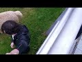 Dutch guy takes selfie with alpaca