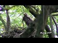 大冠鷲的幼鳥長大了/Crested Serpent-Eagle's Baby