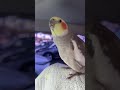 1:49 from Quincy Moment and Happy Father’s Day #greencheekconure #cockatiel #parrot