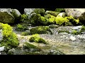 【自然の音】沢のお花畑 / Nature Sounds - The Breadth of Flowers in the Creek