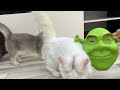 Laugh until crying with funniest animals 😂 Cutest cats and dogs 🤣