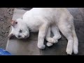 KITTEN PLAYING | FUNNY CAT | FUNNY VIDEO