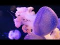 Stunning Coral Reef Fish 4K (ULTRA HD) - Get Lost In The Enchanting Underwater World