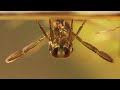 Backswimmer Insects Drag Prey Into the Upside Down | Deep Look