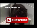 Funniest Cat - Cat using Straw to drink