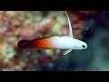 Fish Sounds: Do fish talk to each other? | Earth Unplugged