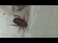 Big cockroach
