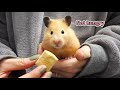 Will my Hamsters Like Live Mealworms?