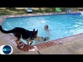 Loyal Dogs Saved People Life Compilation 2017