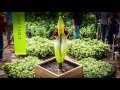 Corpse Flower Timelapse Video: Chicago Botanic Garden