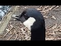 The Canada Goose (Branta--Canadensis)  ---   Closeups