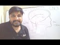 brain#biology in urdu language for 9th and 10th grade.