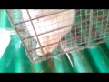 Rabbit cage setup