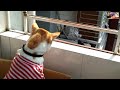 cat watching pigeon sex | cats watching pigeon relation