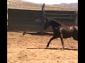 #2509 10yr old blk mare 14h, silver king, NV