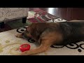 Cashew Cam - Something is NOT RIGHT!  #dogs #doglovers #dog #dogshorts #doglover #subscribe #cashew