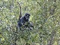 Silver Leaf Monkey in Malaysia