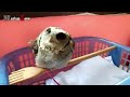 Owl - A Funny Owls And Cute Owls Compilation || NEW