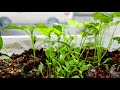 Growing/Sprouting Chili and Coriander - Time Lapse