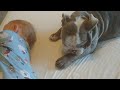 English bulldog puppy and baby love