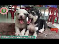 🐱🐶Black swan feeding fish&more || TikTok Animals-Funny and Cute Channel.🐒🐦