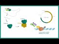 Ras-MAPK pathway | Ras-MAPK in cancer | The MAP Kinase (MAPK) signalling pathway