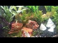 fishtank 1