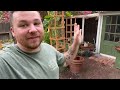 I'm Removing My Entire Veggie Garden! 🚫🍅|| Visit Our Garden